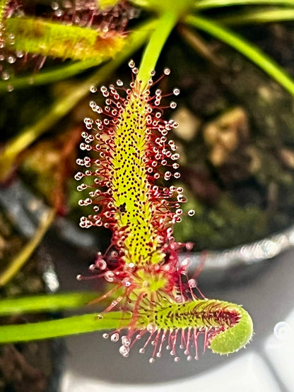 Drosera capensis ‘Bay Area Typical’