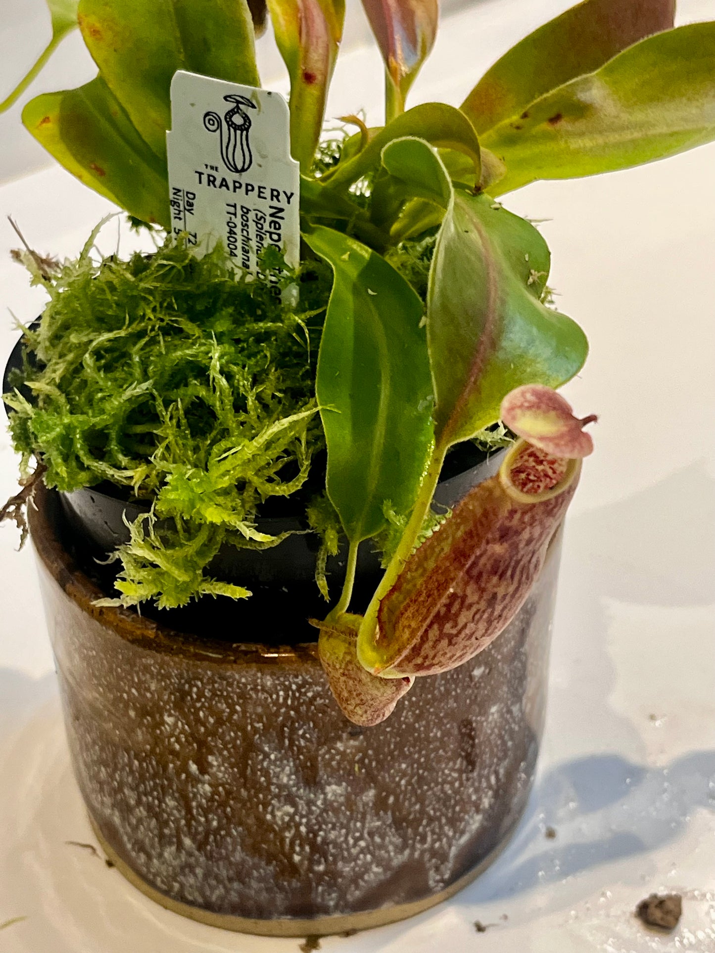 Upgrade pot and soil