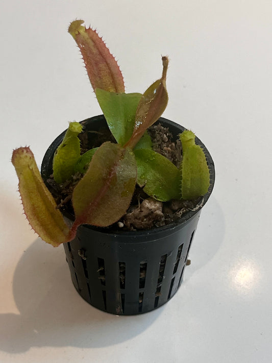 Nepenthes [(lowii x veitchii) x boshiana)] x (lowii x campanulata)