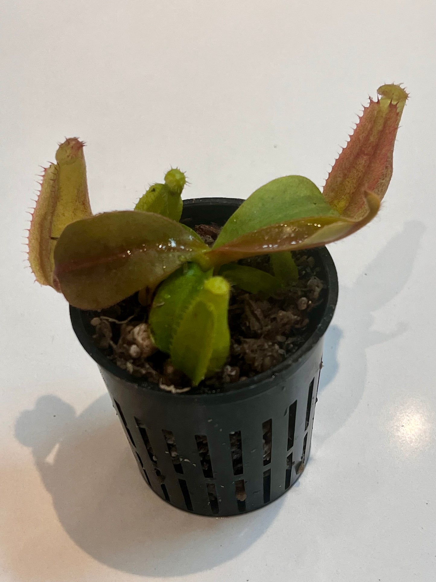 Nepenthes [(lowii x veitchii) x boshiana)] x (lowii x campanulata)