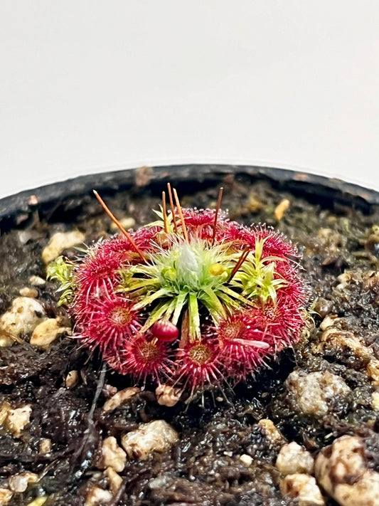 Drosera x carbarup