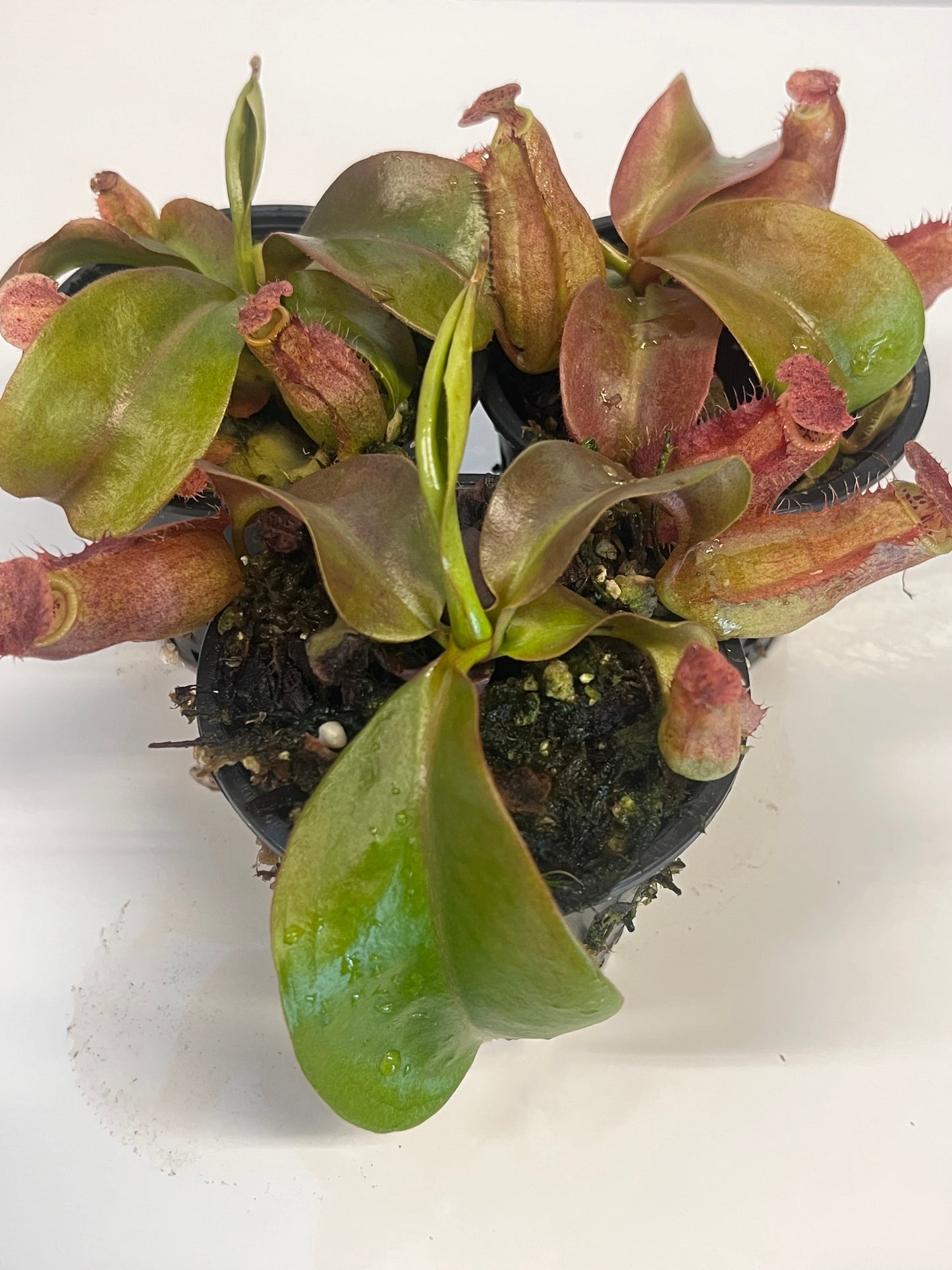 Red Dragon' x {('Song of Meloncholy' x [(lowii x veitchii) x boschiana]}