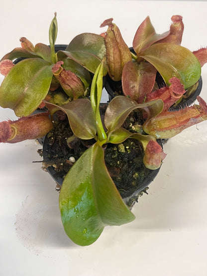 Red Dragon' x {('Song of Meloncholy' x [(lowii x veitchii) x boschiana]}