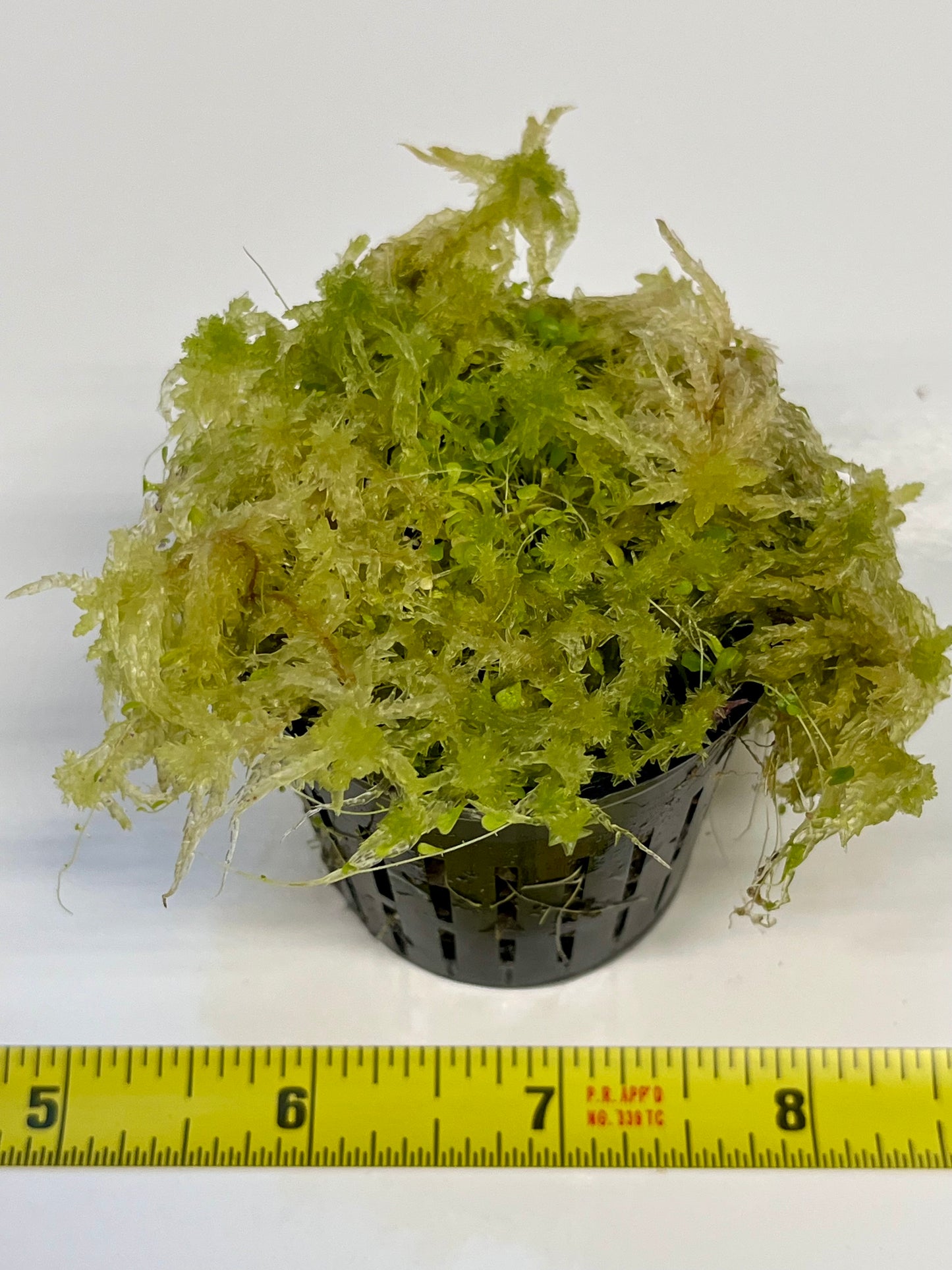 Utricularia sandersonii 'Evil Bunnies"