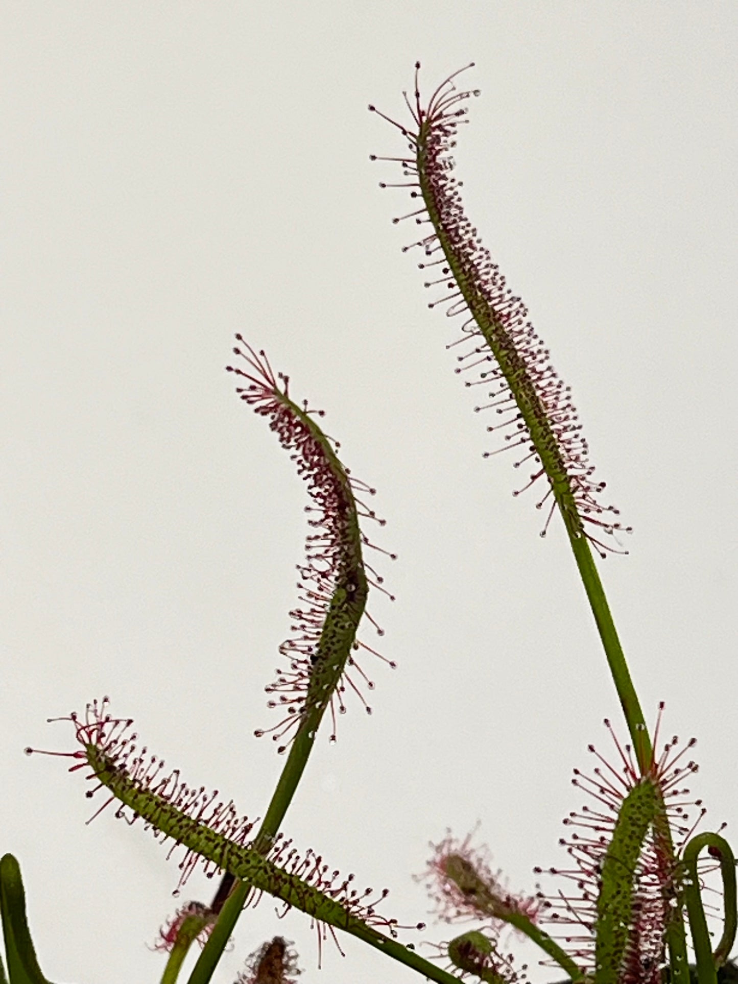 Drosera capensis ‘Bay Area Typical’