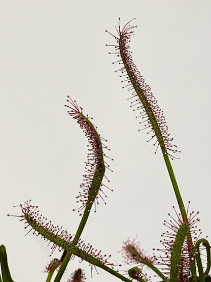 Drosera capensis ‘Bay Area Typical’