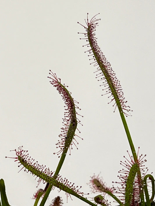 Drosera capensis ‘Bay Area Typical’