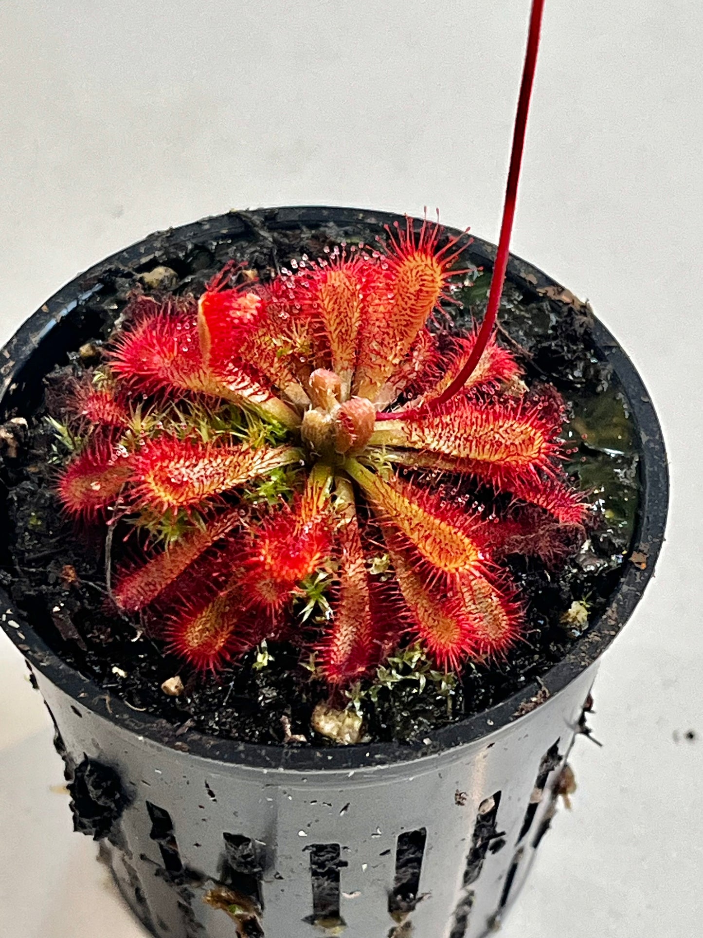 Drosera spatulata x ultramafica