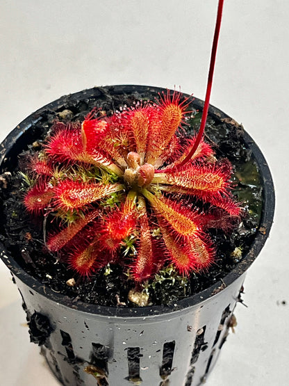 Drosera spatulata x ultramafica