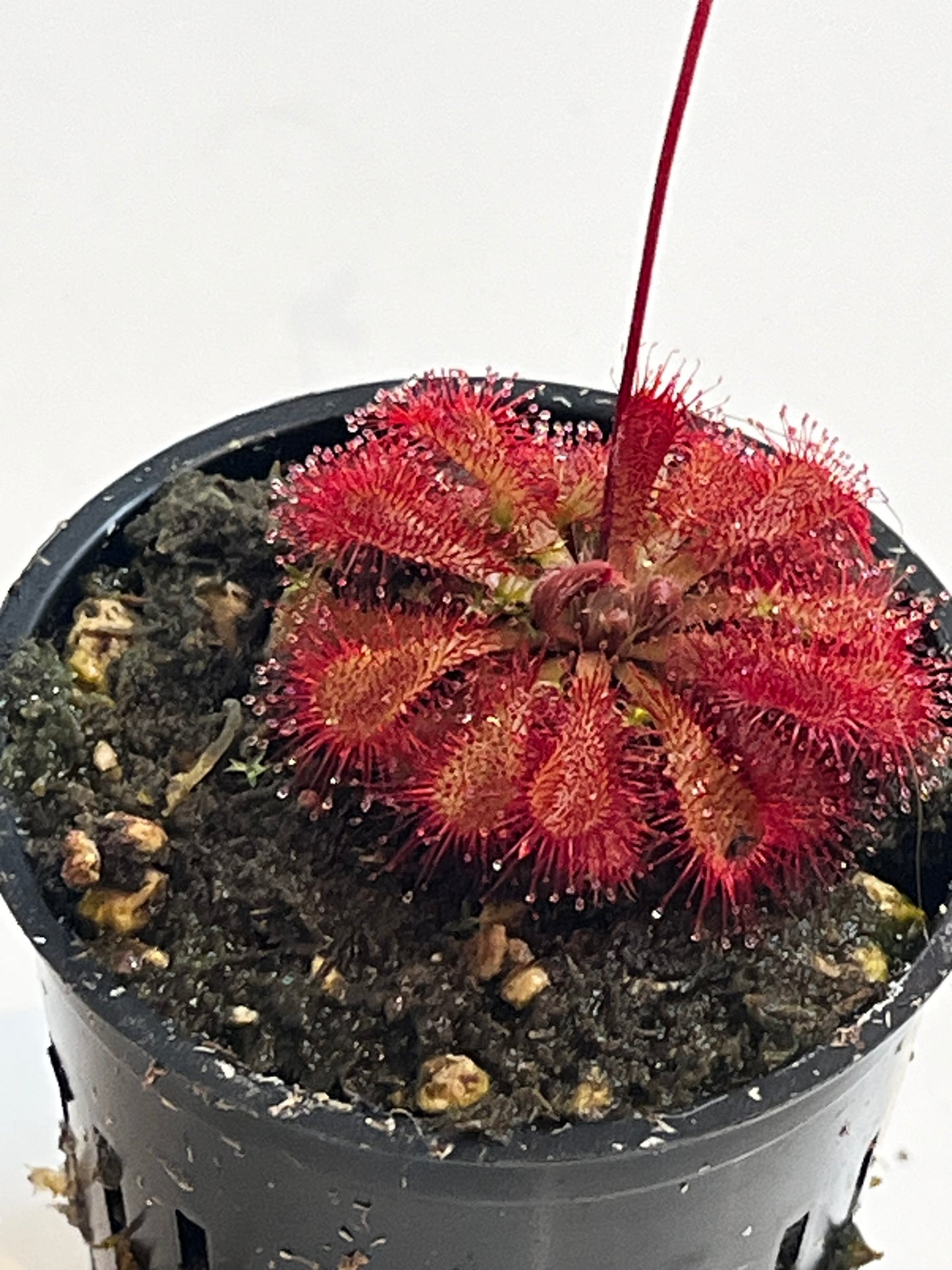 Drosera 'Scarlet Tears'