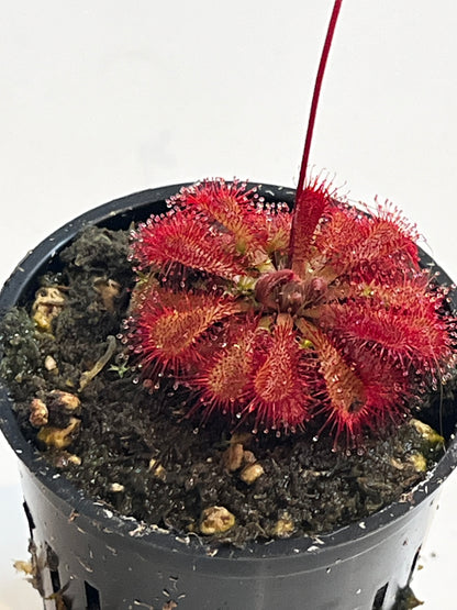 Drosera 'Scarlet Tears'