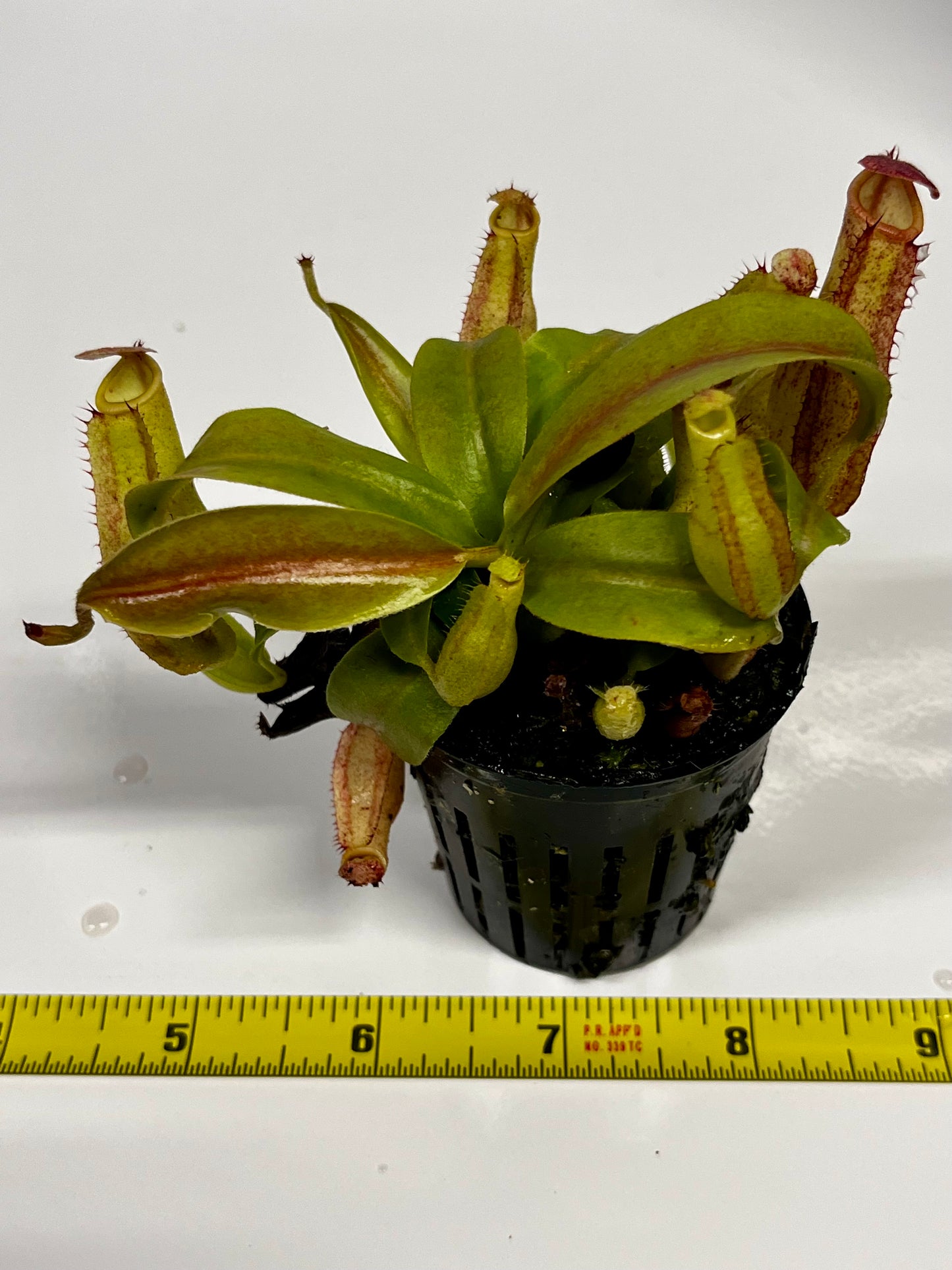 Nepenthes 'Splendid Diana' x ('Song of Melonchonly' x [(lowii x veitchii) x boschiana]