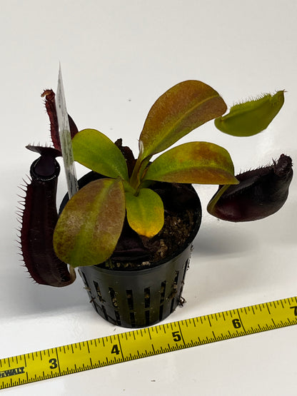 Nepenthes naga x gymnaphora