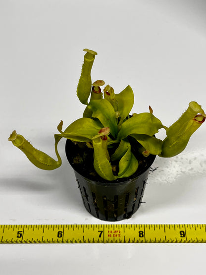 Nepenthes ampullaria 'Purple Stripe' x rafflesiana 'Thick Lip'