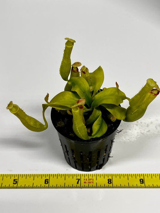 Nepenthes ampullaria 'Purple Stripe' x rafflesiana 'Thick Lip'