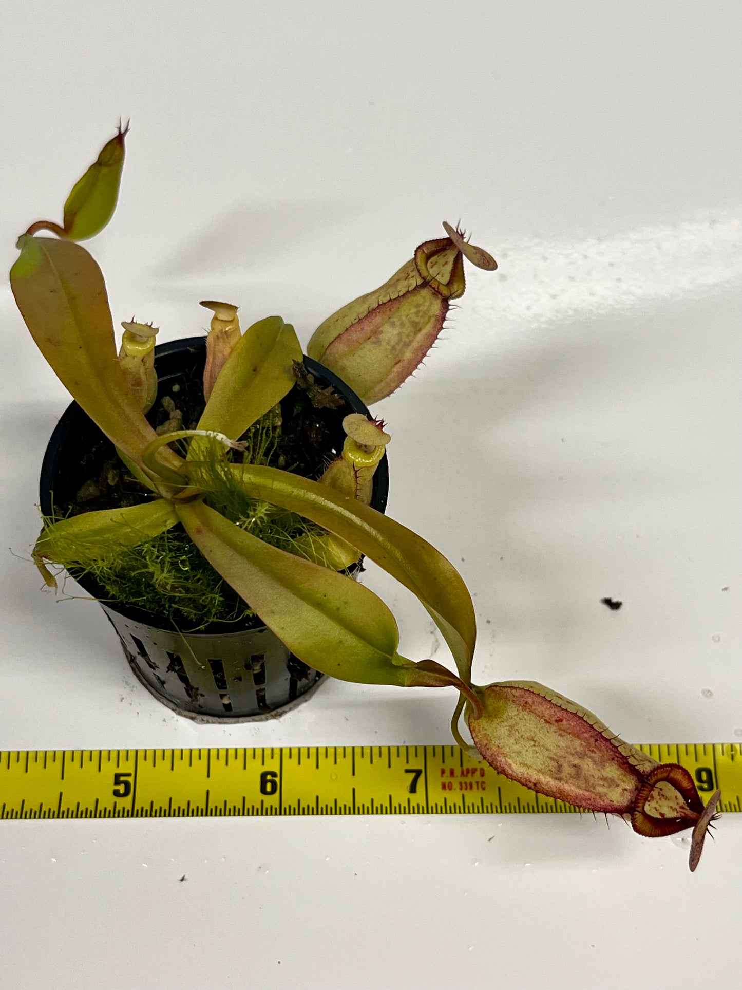 Nepenthes (‘Viking’ × rafflesiana) × (sibuyanensis × jacquelineae)