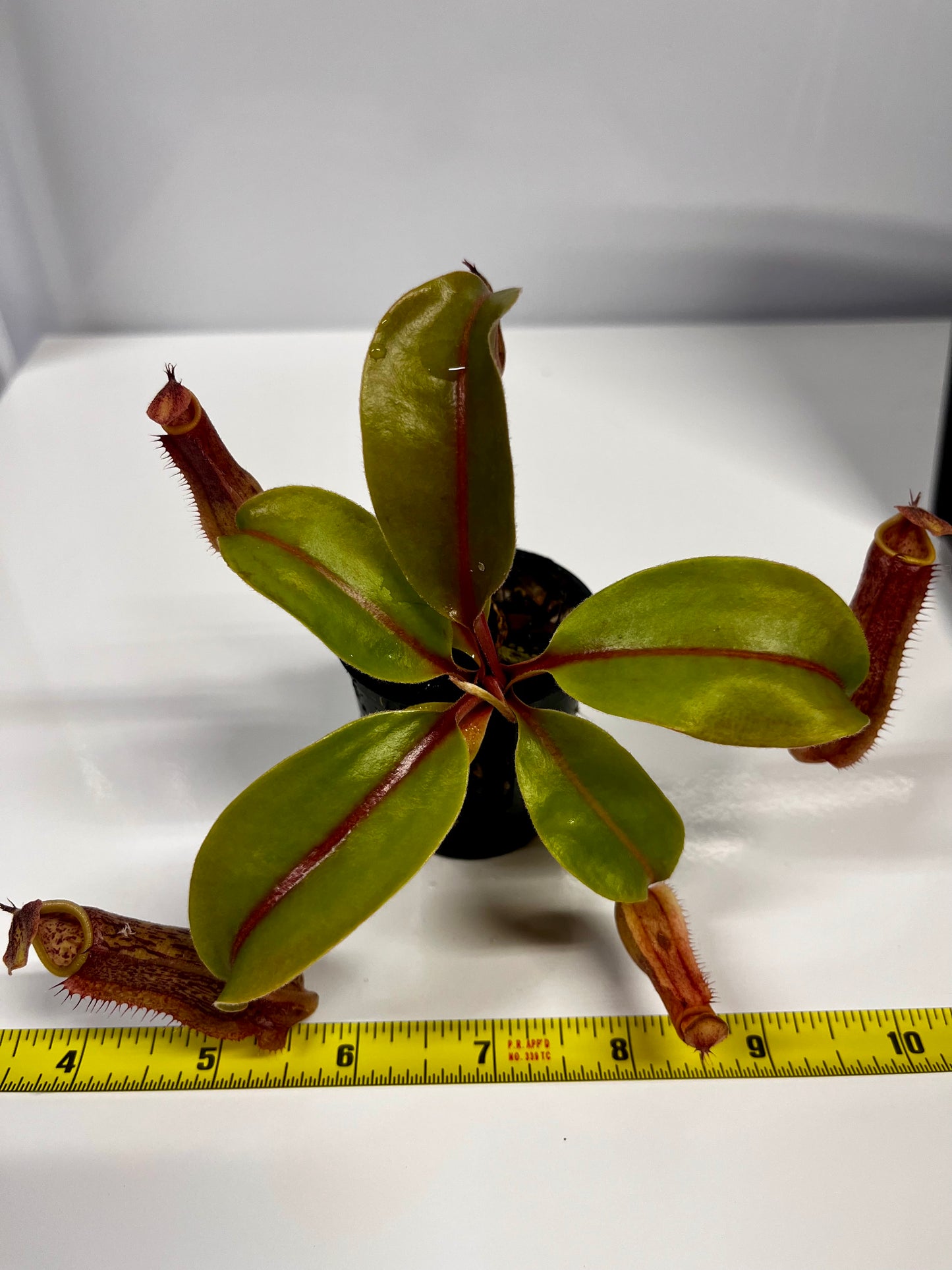 Nepenthes 'Splendid Diana' x ('Song of Melonchonly' x [(lowii x veitchii) x boschiana]