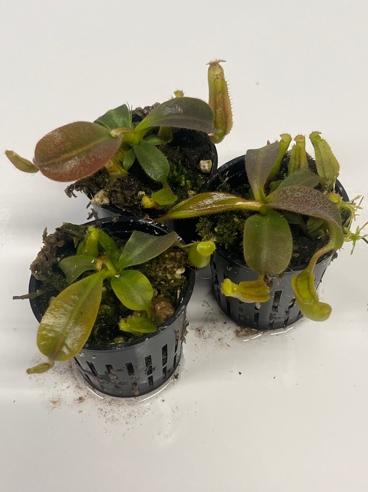 {[boschiana x (spectabilis x veitchii)]  x veitchii} x (veitchii x mollis)