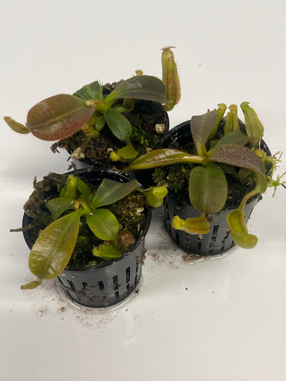 {[boschiana x (spectabilis x veitchii)]  x veitchii} x (veitchii x mollis)