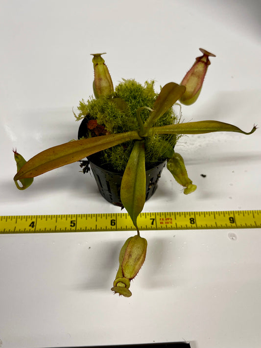 Nepenthes (‘Viking’ × rafflesiana) × (sibuyanensis × jacquelineae)