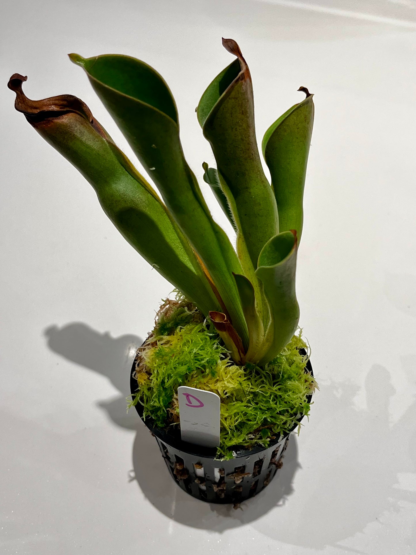 Heliamphora heterodoxa x nutans 'Wild Bill' clone