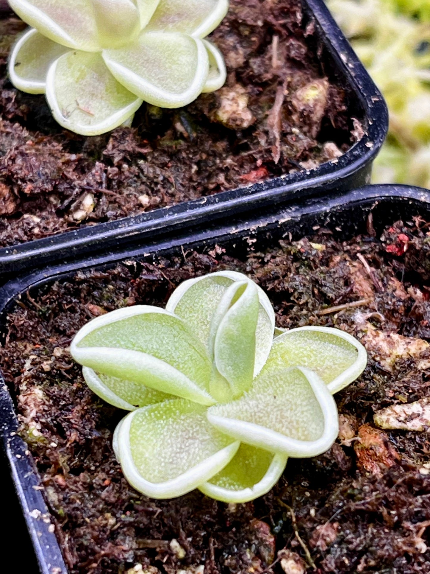 Pinguicula ‘Yucca Do 1713’