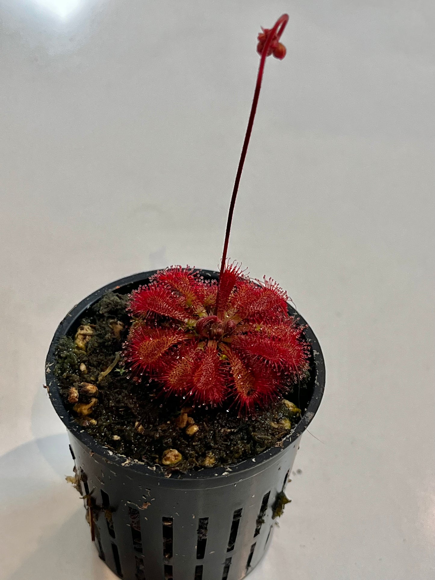 Drosera 'Scarlet Tears'