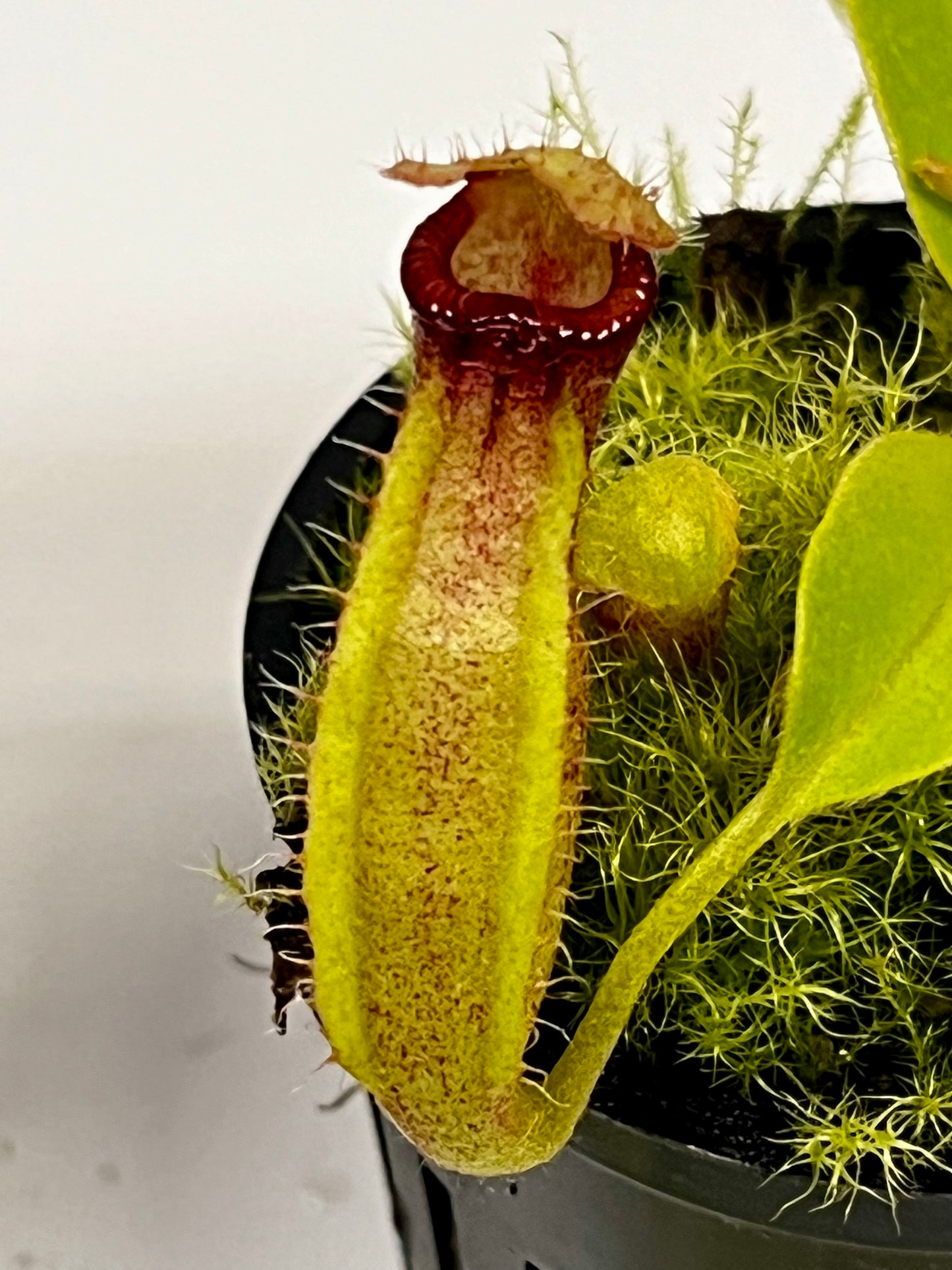 Nepenthes ampullaria 'Purple Stripe' x rafflesiana 'Thick Lip'