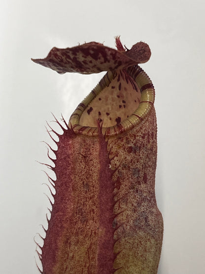 Red Dragon' x {('Song of Meloncholy' x [(lowii x veitchii) x boschiana]}