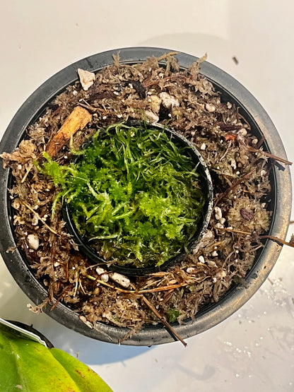 Upgrade pot and soil