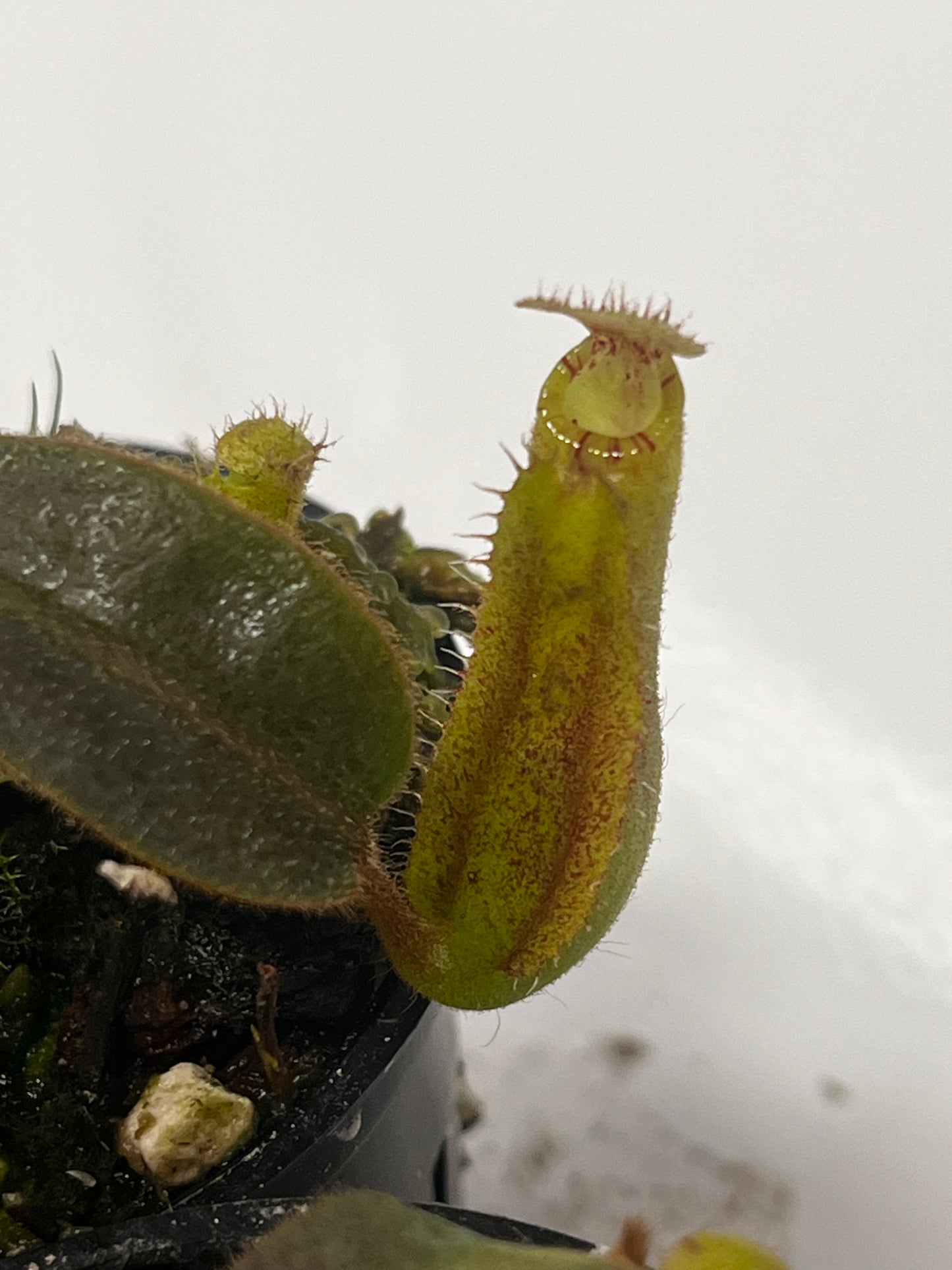 {[boschiana x (spectabilis x veitchii)]  x veitchii} x (veitchii x mollis)