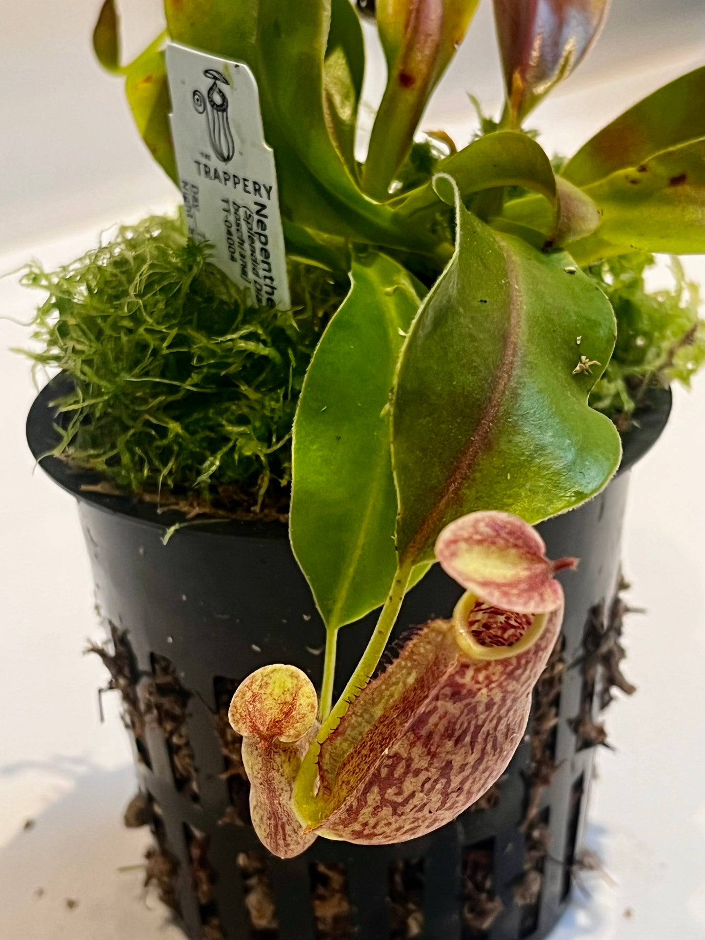 Upgrade pot and soil