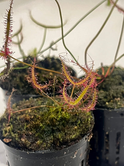 Drosera binata