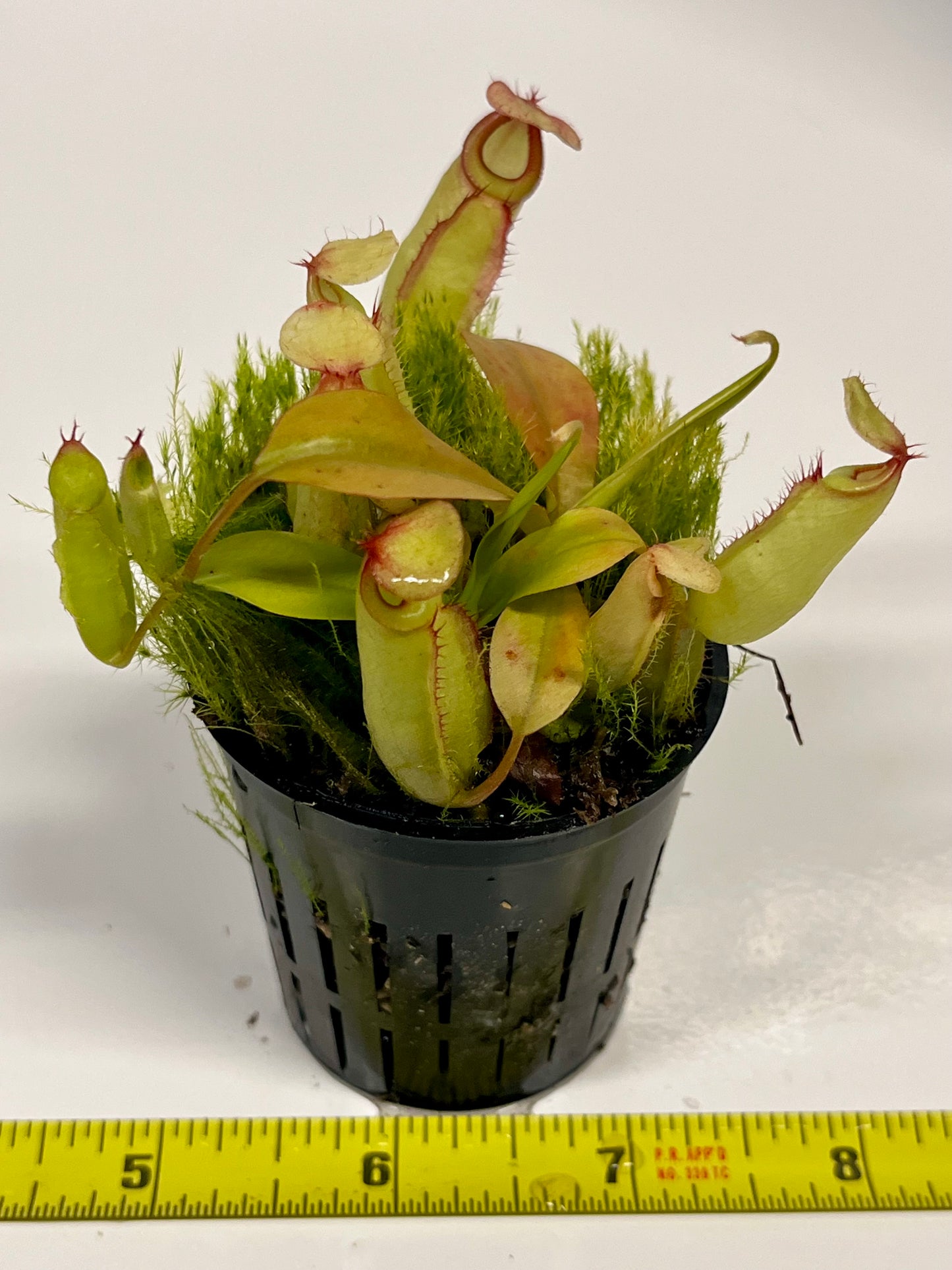 Nepenthes (‘Viking’ × rafflesiana) × (sibuyanensis × jacquelineae)