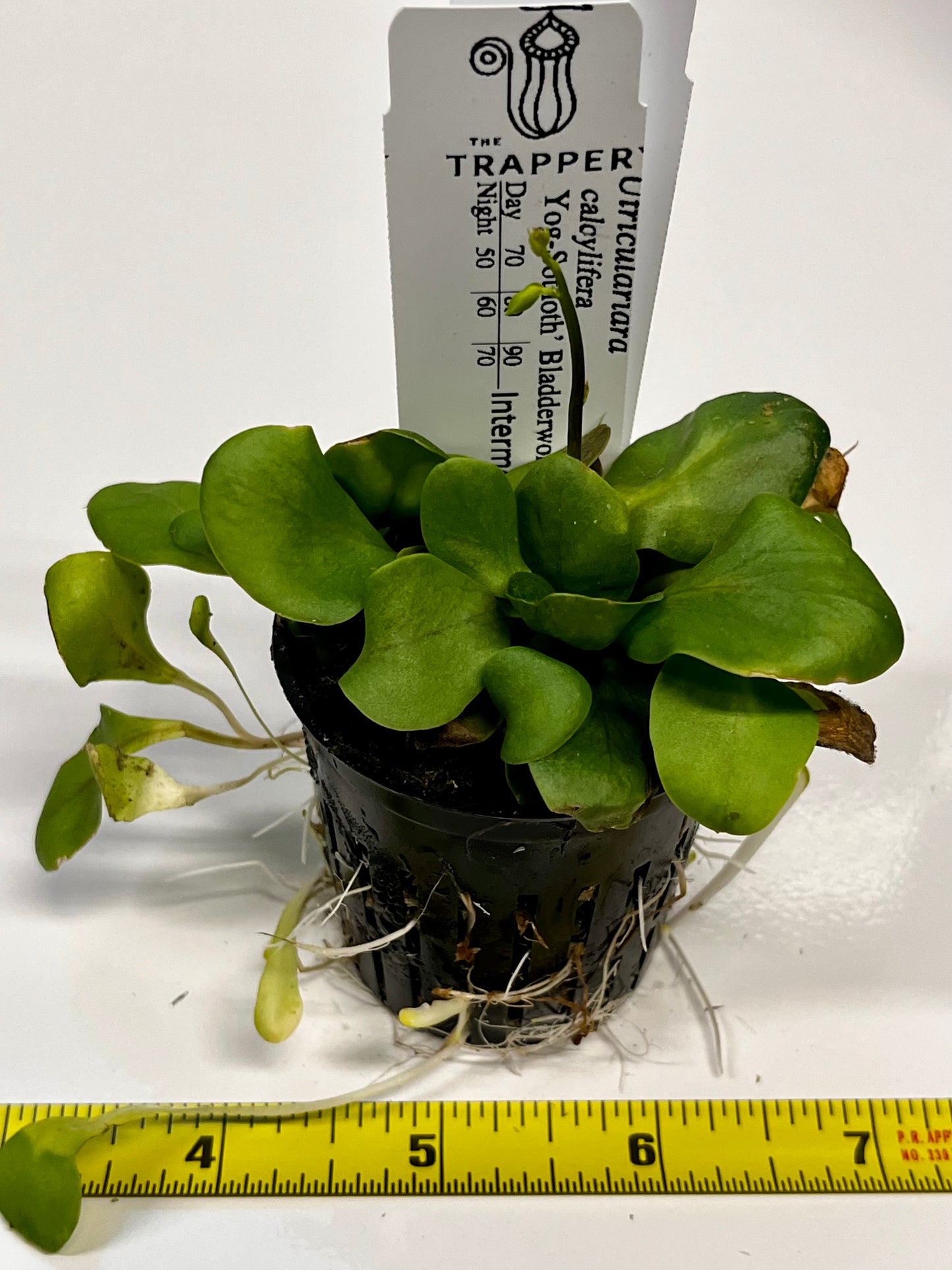 Utricularia calycifida ‘Yog-Sothoth’