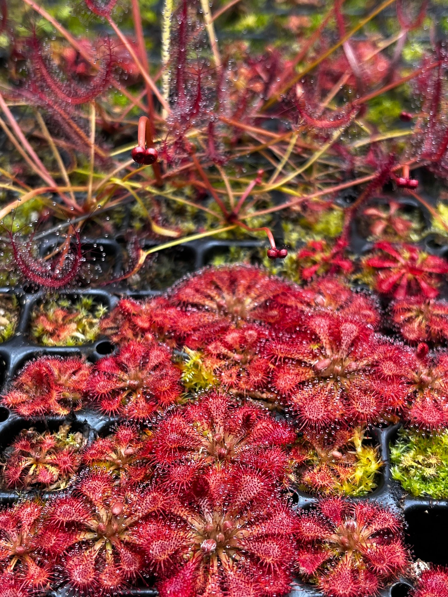 Sundews