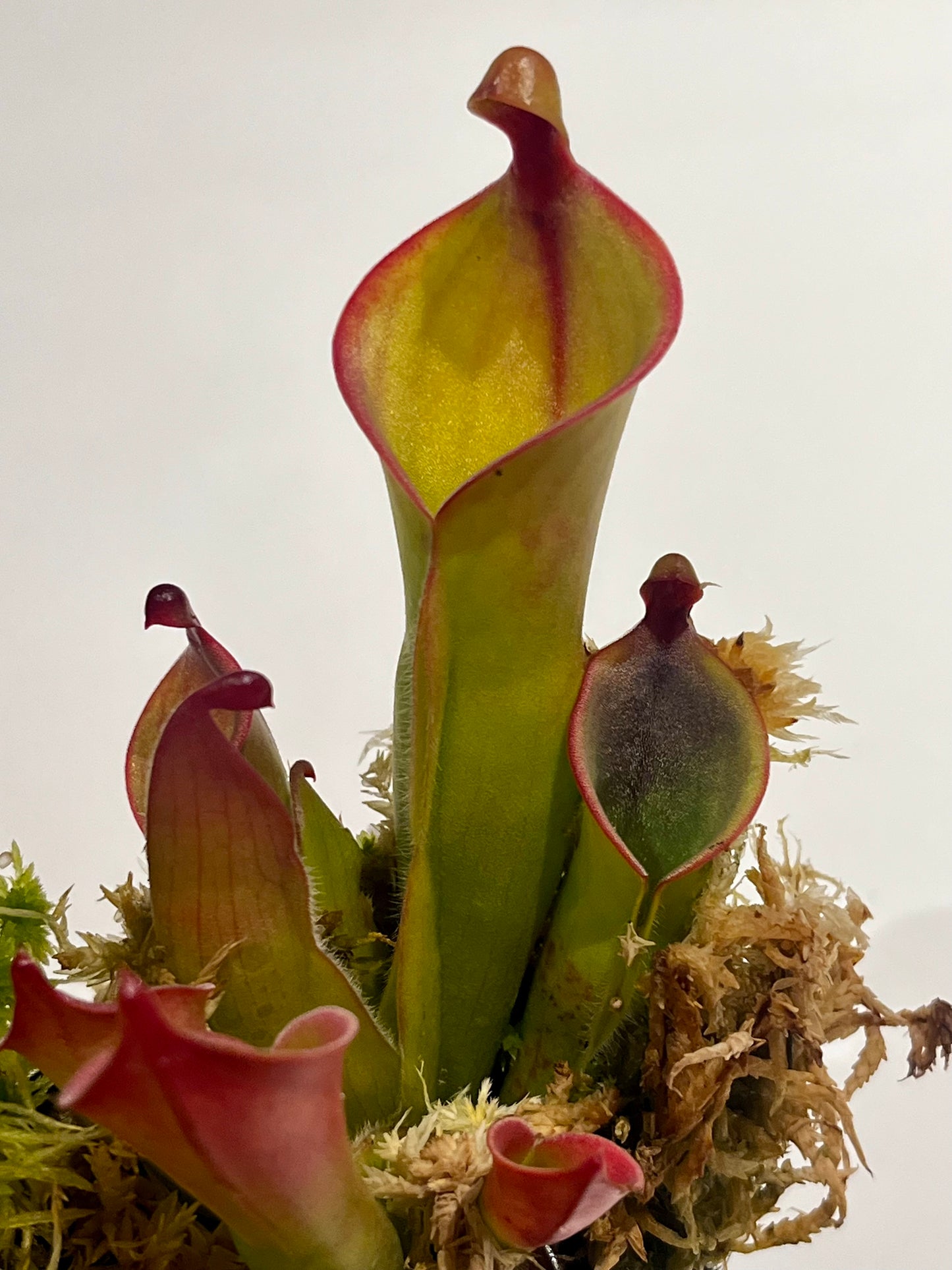 Heliamphora heterodoxa x minor ‘Vigorous’