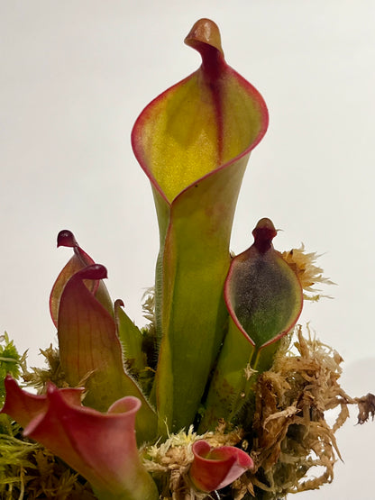 Heliamphora heterodoxa x minor ‘Vigorous’