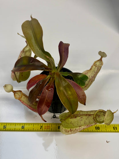 Nepenthes rafflesiana ‘JB x Thick Lip’