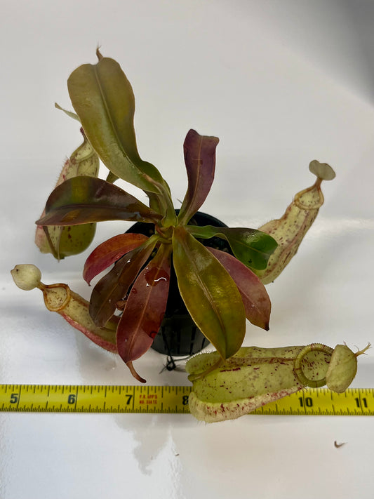 Nepenthes rafflesiana ‘JB x Thick Lip’