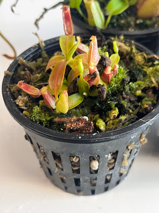 maxima 'Geoff Wong' xx Trusmadiensis