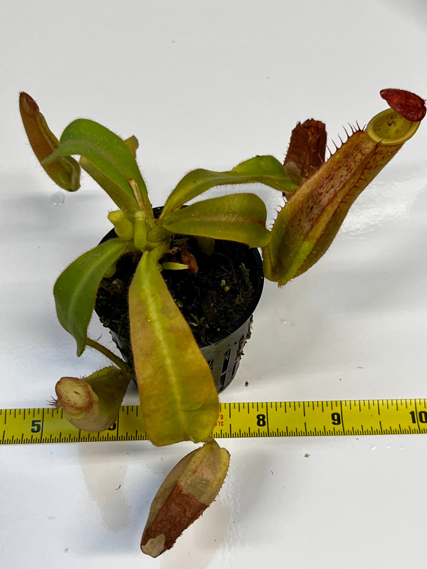 Nepenthes veitchii hybrid