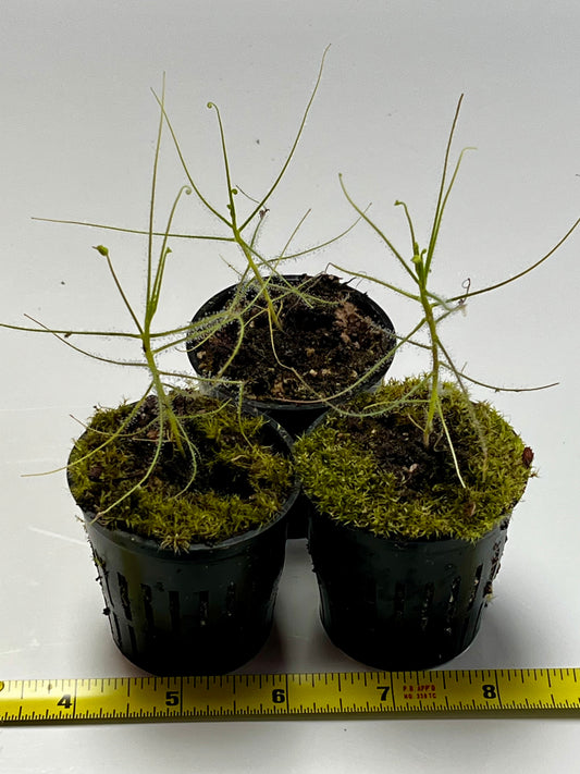 Byblis liniflora ‘typical’