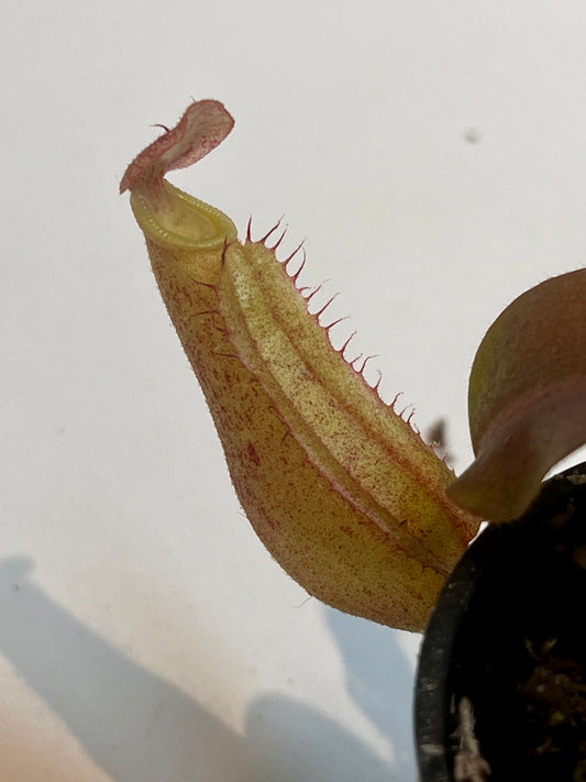 Nepenthes boschiana x (rajah x peltata)