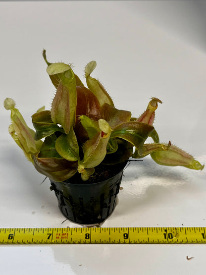 Nepenthes rafflesiana ‘JB x Thick Lip’