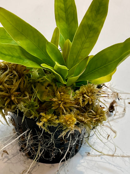 Utricularia longifolia