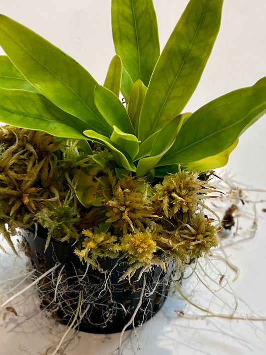 Utricularia longifolia