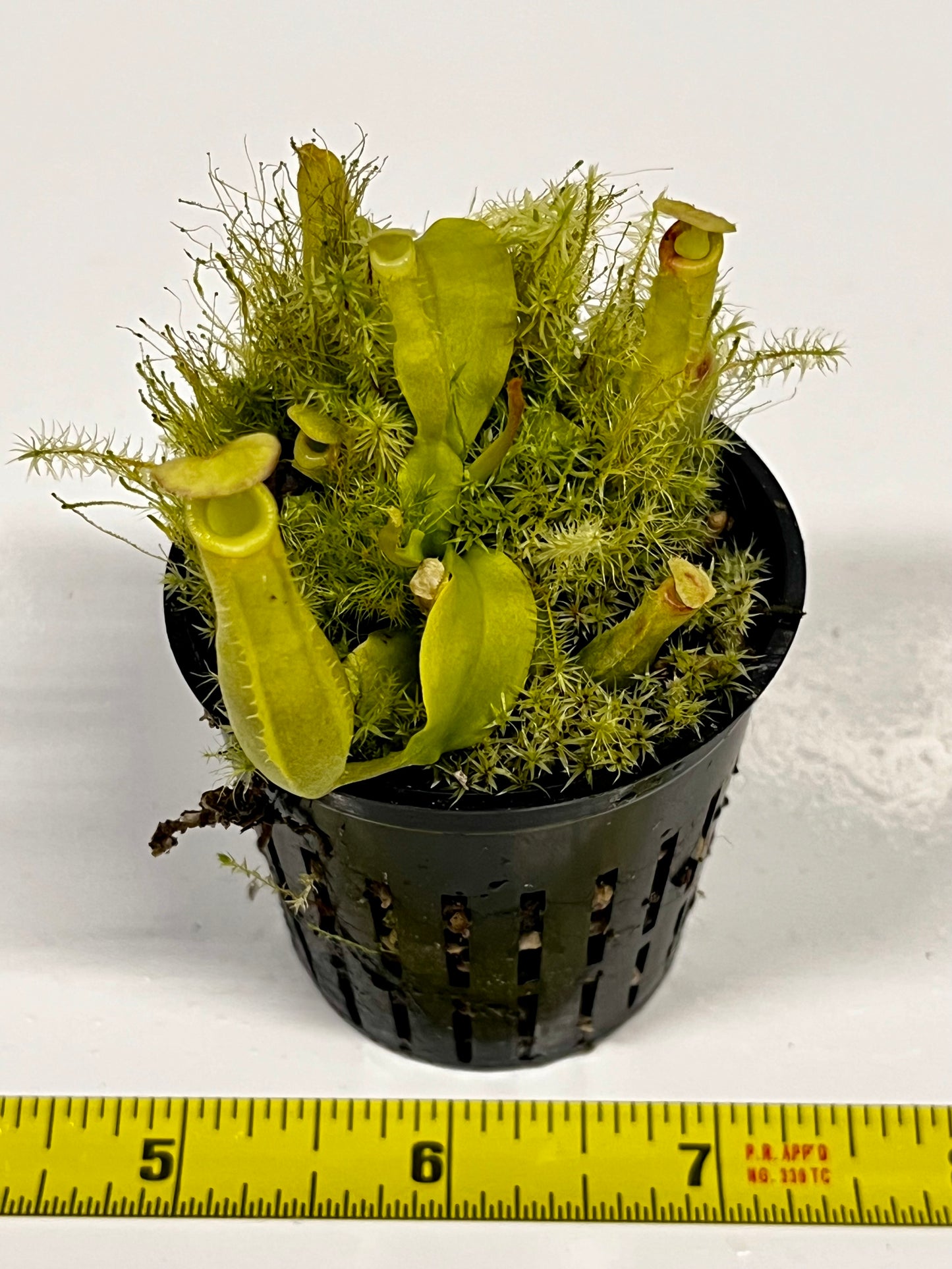 Nepenthes ampullaria 'Purple Stripe' x rafflesiana 'Thick Lip'