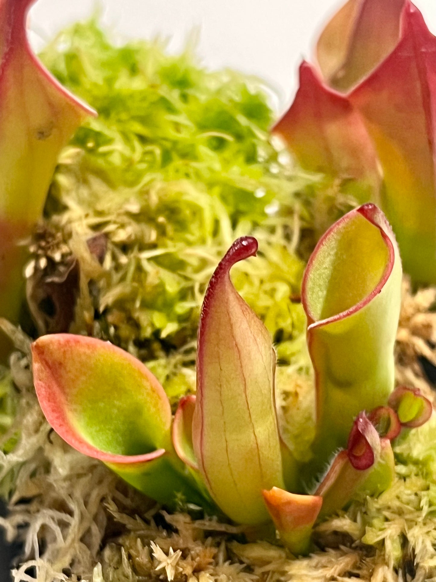 Heliamphora heterodoxa x minor ‘Vigorous’