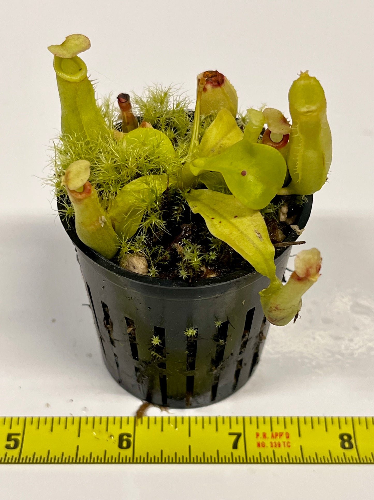 Nepenthes ampullaria 'Purple Stripe' x rafflesiana 'Thick Lip'